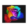 Beautiful Rose of Colours 5
