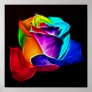 Beautiful Rose of Colours 5