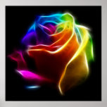 Beautiful Rose of Colours No2