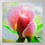 Beautiful Rose Poster