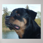 Beautiful Rottweiler posters