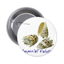 Beautiful Shells Pinback Button