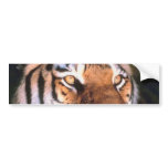 Beautiful Sitting Tiger