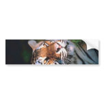 Beautiful Sitting Tiger