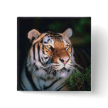 Beautiful Sitting Tiger