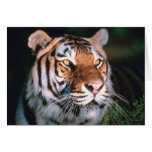 Beautiful Sitting Tiger