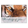 Beautiful Sitting Tiger