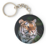 Beautiful Sitting Tiger