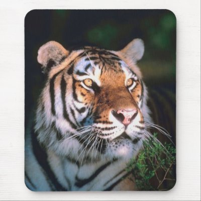 Beautiful Sitting Tiger by Animals_R_Us
