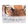 Beautiful Sitting Tiger
