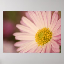 Beautiful soft flower