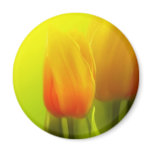 Beautiful, soft tulips magnet
