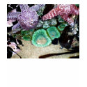 Beautiful Starfish and Sea Anemone Shirt