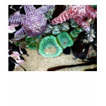 Beautiful Starfish and Sea Anemone Shirt
