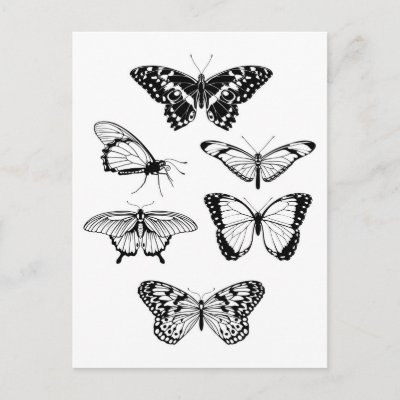 Beautiful stylised butterfly outline silhouettes postcard by GeoDesign