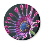 Beautiful Sunflower magnets