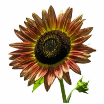 Beautiful Sunflower