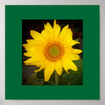 Beautiful Sunflower Poster