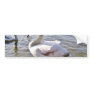 Beautiful Swan Bird Bumper Stickers