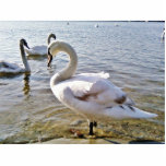 Beautiful Swan Bird Photo Cutout