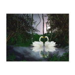 Beautiful swans 1 postcards