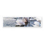 Beautiful Swans In River Bumper Stickers