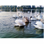 Beautiful Swans In River Photo Sculptures