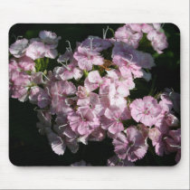 Beautiful Sweet Williams mousepads