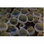 Beautiful Swollen tentacle tips of a sea anemone photo sculptures