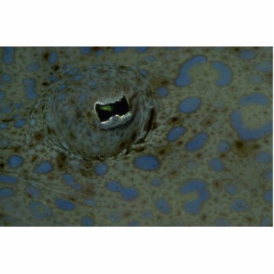 Beautiful The unusual eye of a peacock flounder Photo Cut Outs by inspirelove
