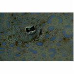Beautiful The unusual eye of a peacock flounder photo sculptures