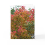Beautiful Tree, God's Beauty Greeting Card
