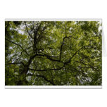 Beautiful tree photograph greeting card
