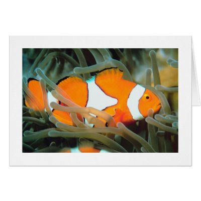Beautiful Tropic Fish Card-All Occasion by forbes1954