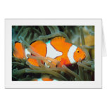 Beautiful Tropic Fish Card-All Occasion