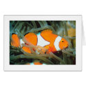 Beautiful Tropic Fish Card-All Occasion