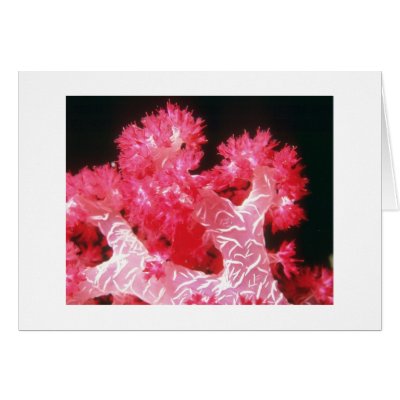 Beautiful Tropical Coral Card-All Occasion by forbes1954