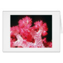 Beautiful Tropical Coral Card-All Occasion