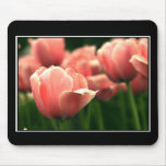 Beautiful Tulip Mousepad! (with border)