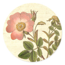 Beautiful Vintage Pink Rose Antique Botanical Sticker