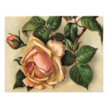 *Beautiful Vintage Roses* Invitations