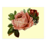 Beautiful Vintage Roses Postcard