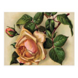 *Beautiful Vintage Roses* Postcard