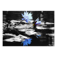 Beautiful Water Lilies Art Photo
