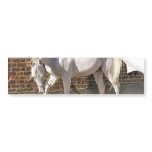 Beautiful White Arabian Horse