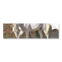 Beautiful White Arabian Horse