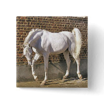 Beautiful White Arabian Horse