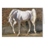 Beautiful White Arabian Horse