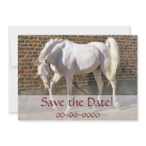 Beautiful White Arabian Horse Invitations