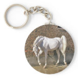 Beautiful White Arabian Horse